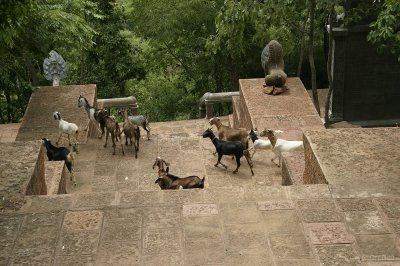 2200 Goats at Wat Banan