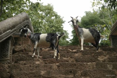 2207 Attack demon Goats at Wat Banan