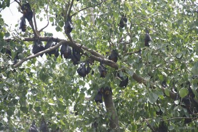 2215 Fruit Bats