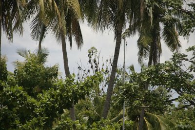 2222 Fruit Bats in tree from afar