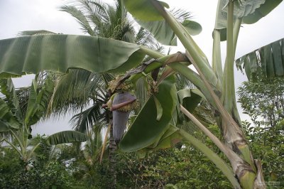 2237 Banana plant and flower