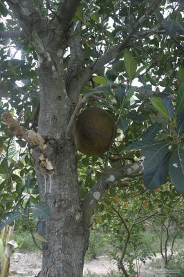 2241 Jack fruit tree and fruit