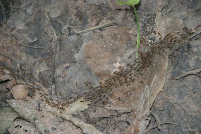 IMG_3047 Ants in file at Angkor