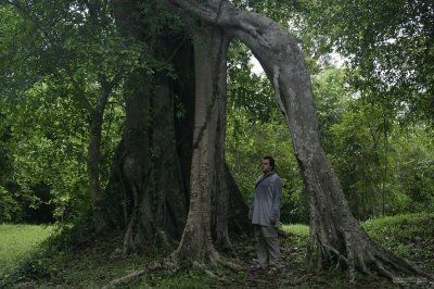 IMG_3050 Sralao Tree
