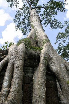 IMG_2627 Tree and Wall