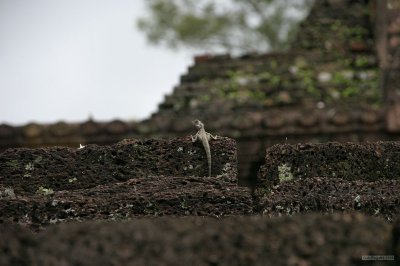 IMG_3334 Banteay Srei Lizard