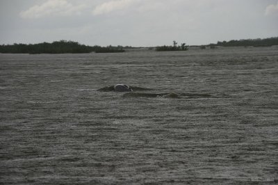 IMG_3414 Dolphins