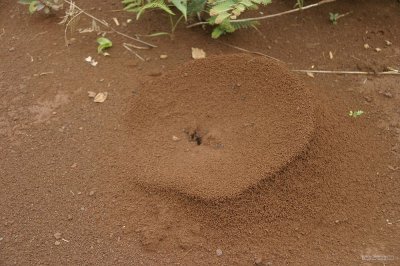 IMG_3507 Ants building a rim to guide water away in Sen Monorom