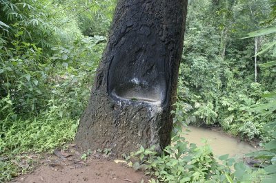 IMG_3529 Tree that produces resin by lighting a fire in this cavity