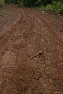 IMG_3530 Elephant tracks