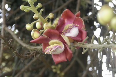 IMG_2030 Shorea Robusta Roxb. Flower