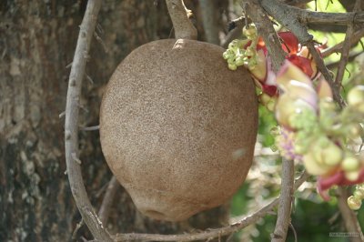 IMG_2031 Shorea Robusta Roxb. Fruit