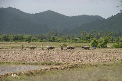 IMG_3789 Plowing the fields by oxen on the way to Kep