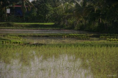 IMG_3803 Rice paddy