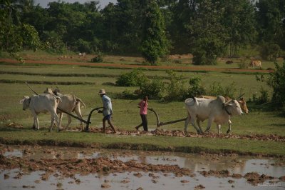 IMG_3821 Countryside
