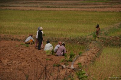 IMG_3861 Rice planting