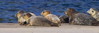 harbor seal 02