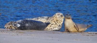 harbor seal 08