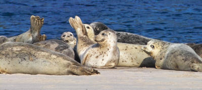 harbor seal 09