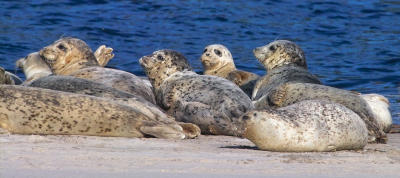 harbor seal 15