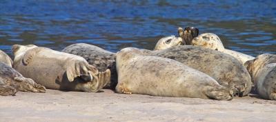 harbor seal 16