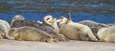 harbor seal 17