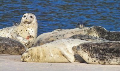 harbor seal 22