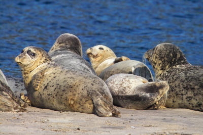 harbor seal 28