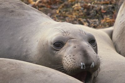 Elephant Seals