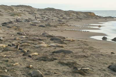 Elephant Seals