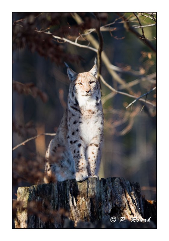 Lynx - 5066