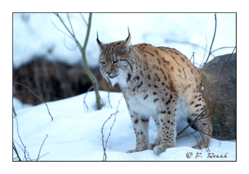 Le lynx marque son territoire - 5152