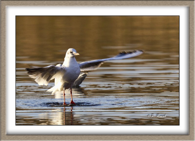 Mouette rieuse - 4715
