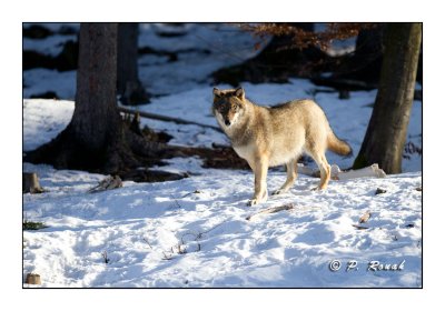 Wolf - Regard du Loup - 4371