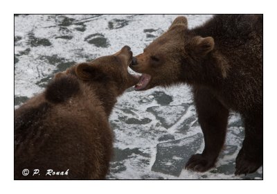 Bears bitting mouths - 5232