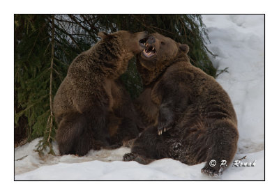 More kissing - Bears - 5278