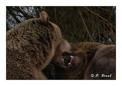 Bears' kisses - 5281