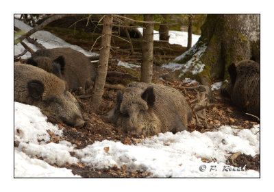 Boars in the snow - 5316