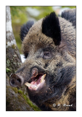 Dentist for the Boar - 5766