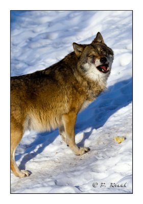 Wolfs lunch - 5530