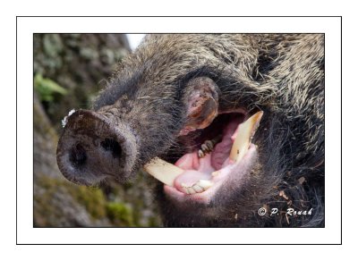 Wild boars mouth - 5766