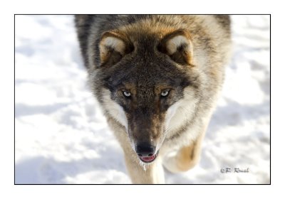 Wolf portrait - 4436