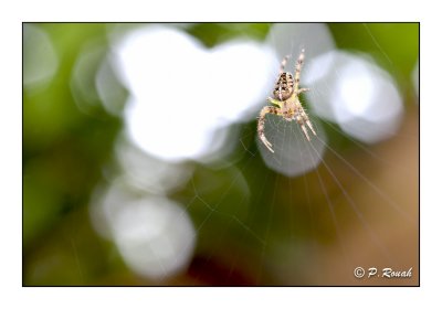 Spiders - Araignes