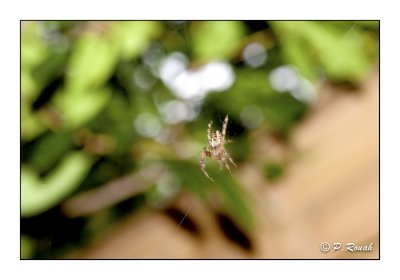 Spider on the string - 7770