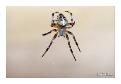 Spider portrait - 7832