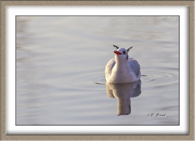 Mouette rieuse - 4707