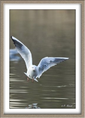 Mouette rieuse - 4892