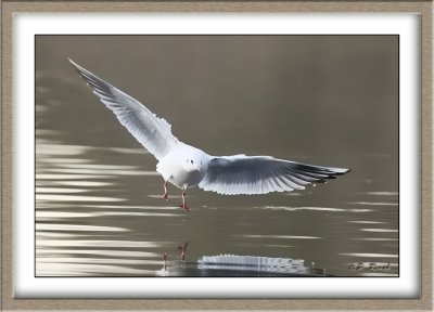 Mouette rieuse - 4893