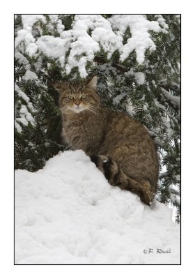 The Wildcat under the snowed pine tree- 0744