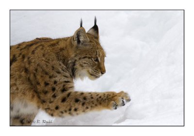 Lynx's paw - 5567